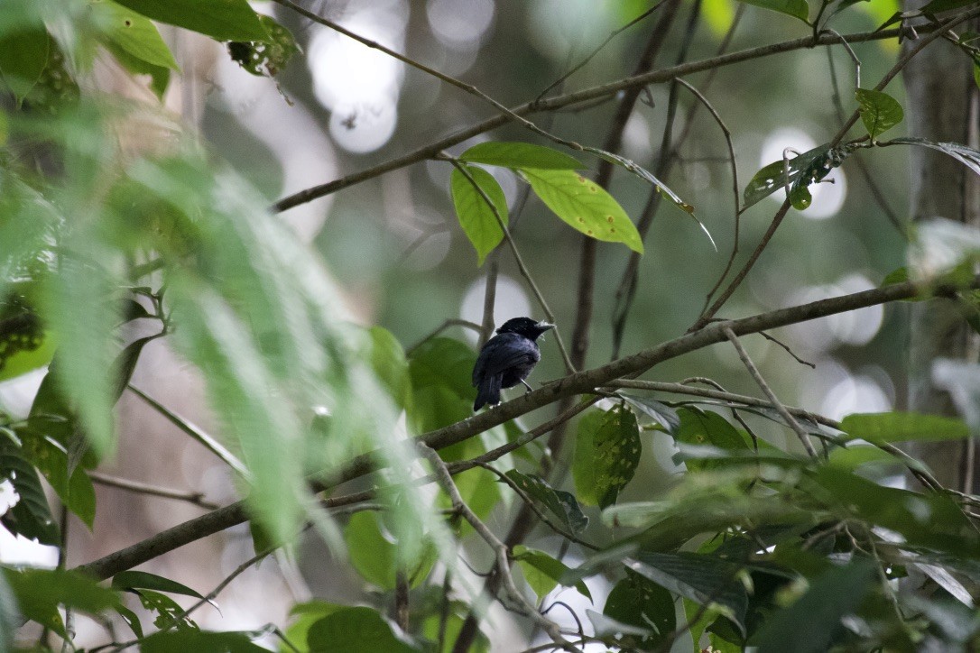 Shining Flycatcher - ML253206461