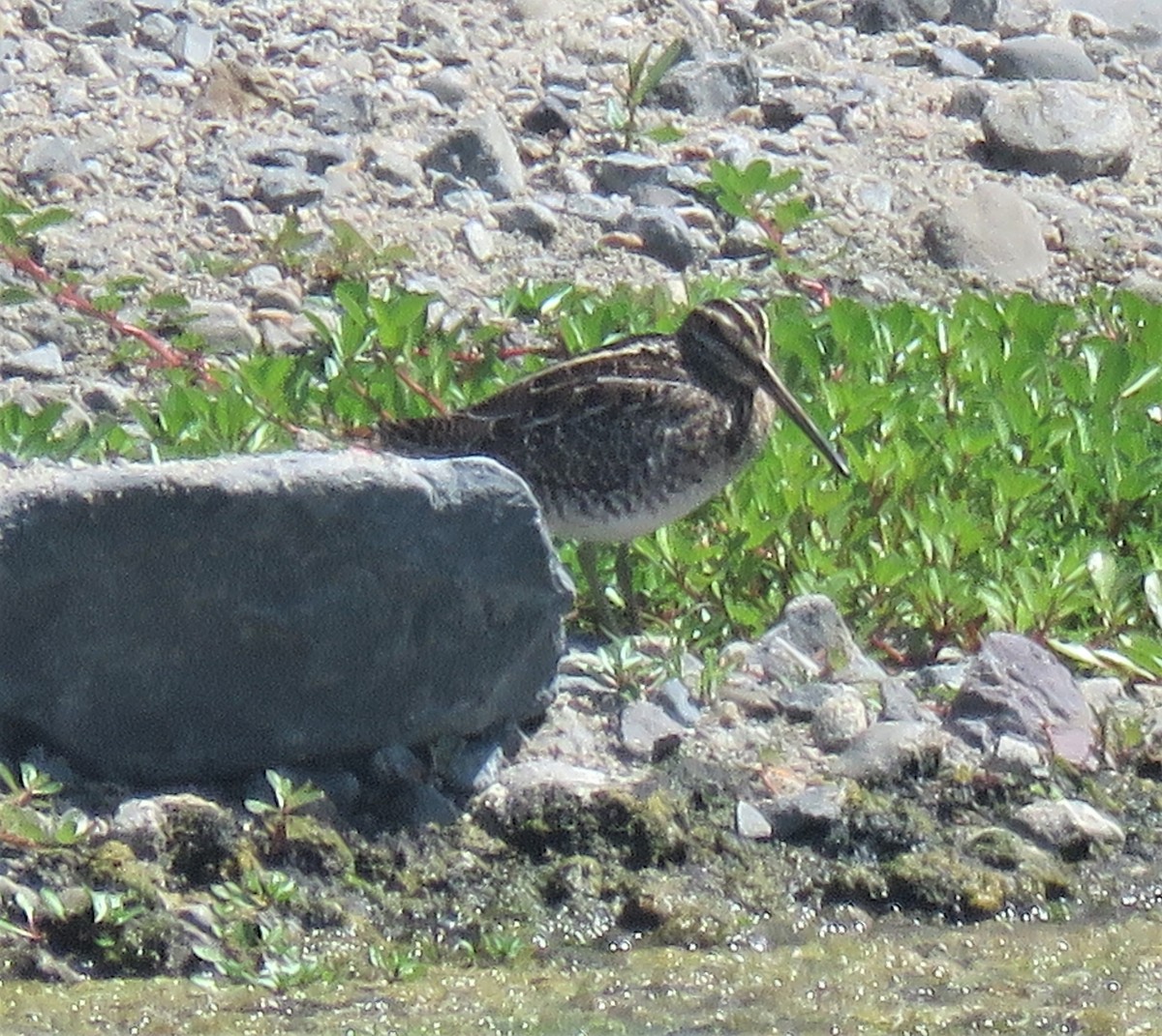 Wilson's Snipe - ML253206611