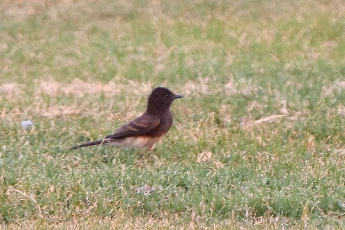 Black Phoebe - ML253207831