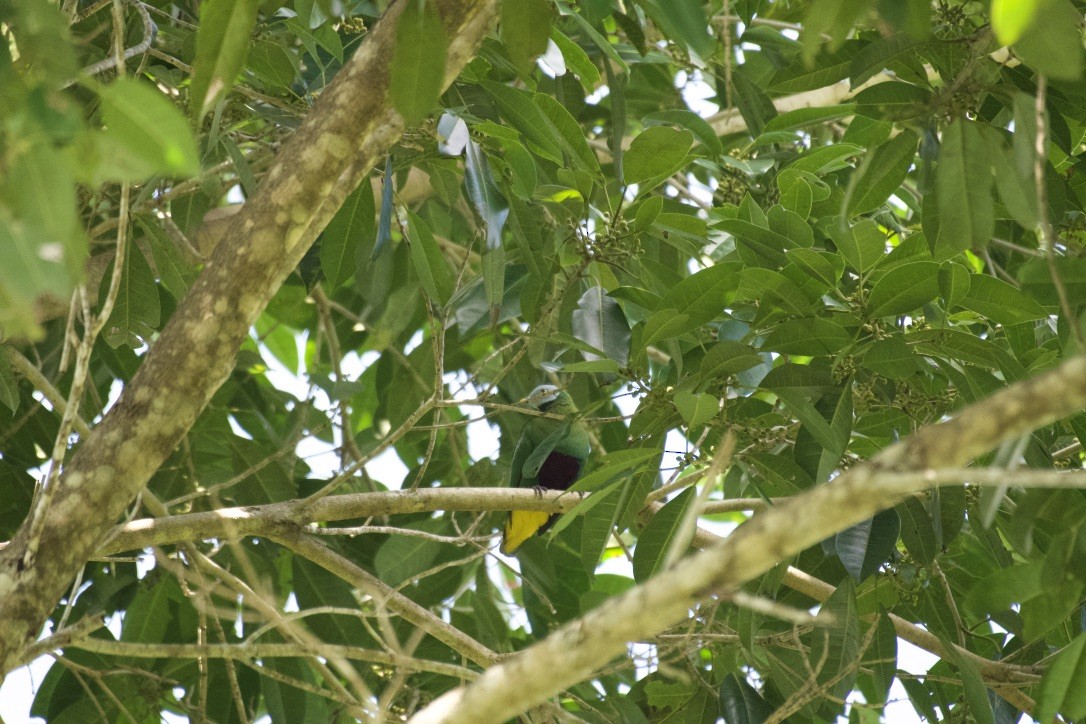 Gray-headed Fruit-Dove - ML253210651