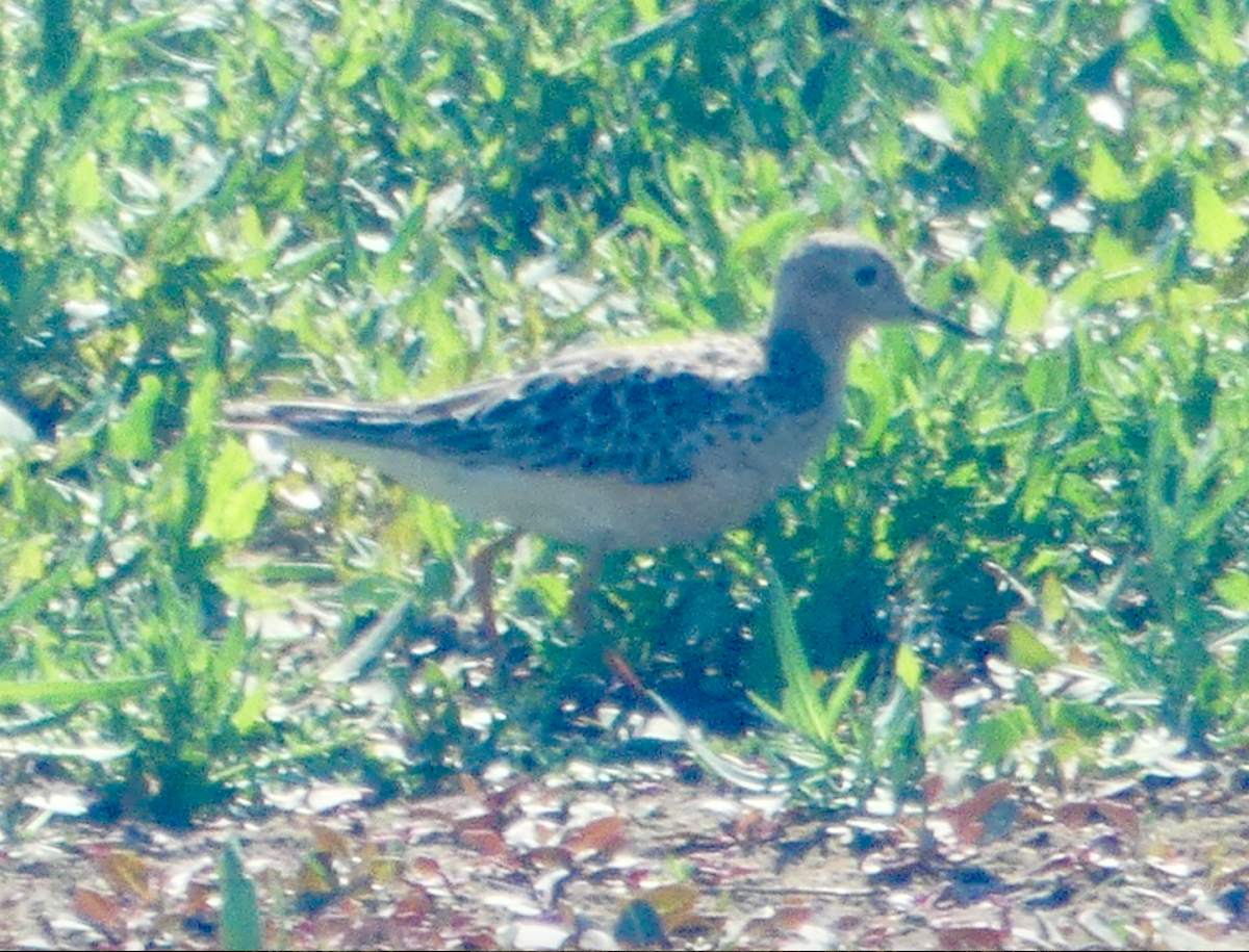 Buff-breasted Sandpiper - ML253210831