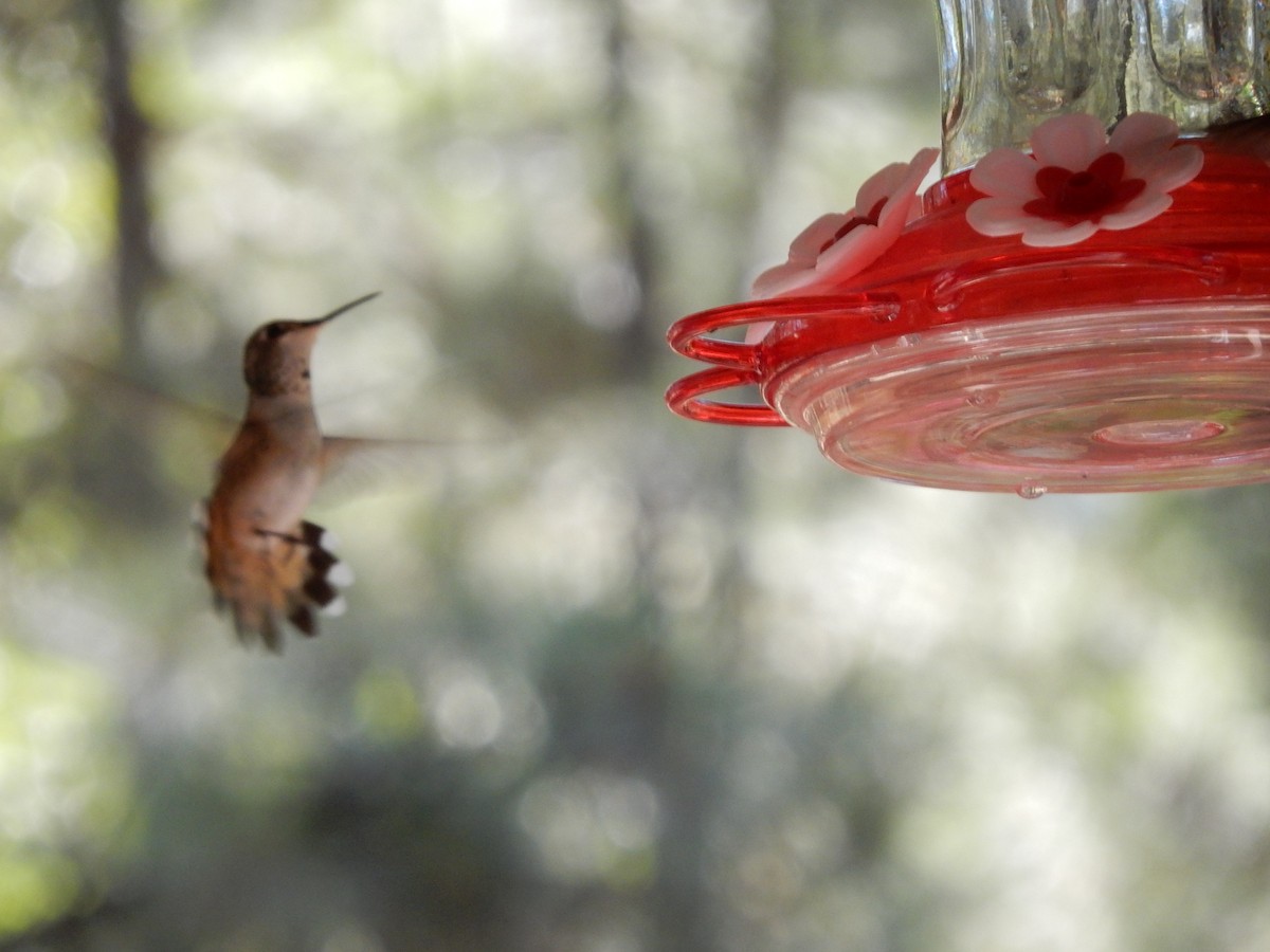 Broad-tailed Hummingbird - Trudy Foland