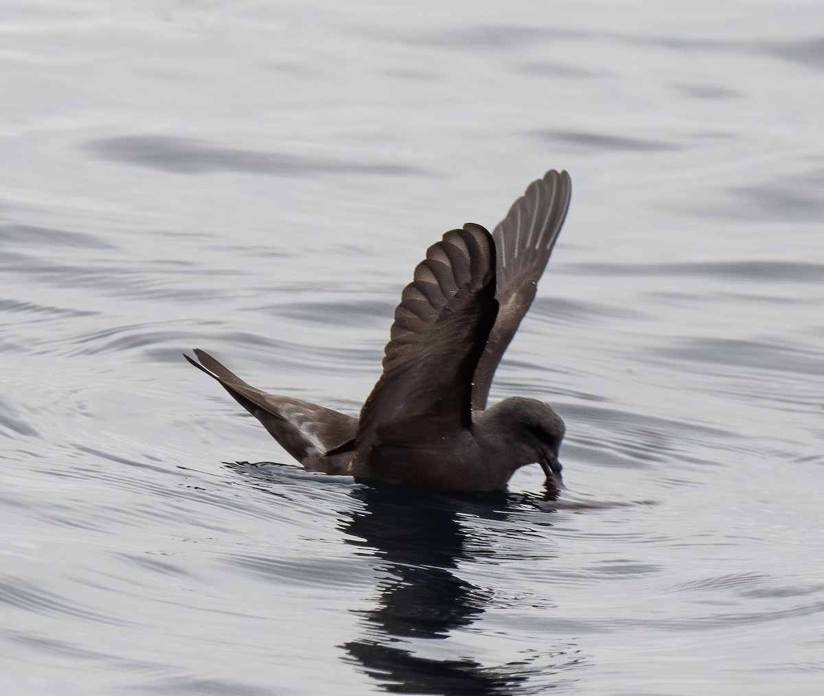 Leach's Storm-Petrel (Chapman's) - Mel Senac