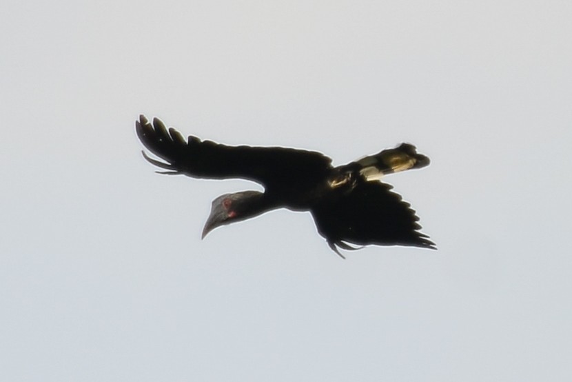 Black Hornbill - ML253211721