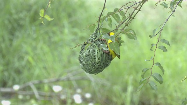 Southern Masked-Weaver - ML253211751