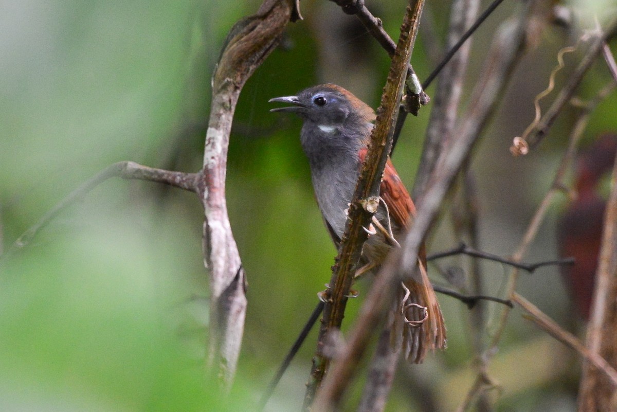 Chestnut-winged Babbler - ML253211781