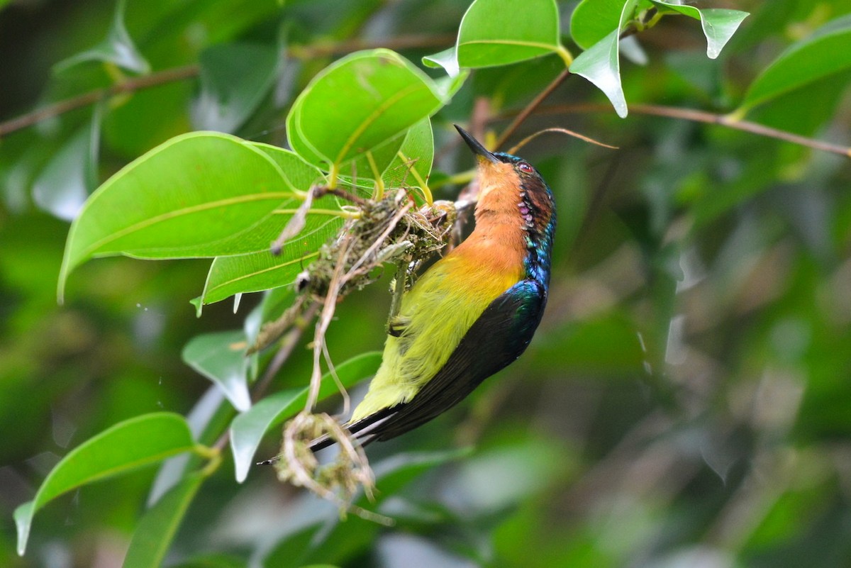 Ruby-cheeked Sunbird - ML253211791