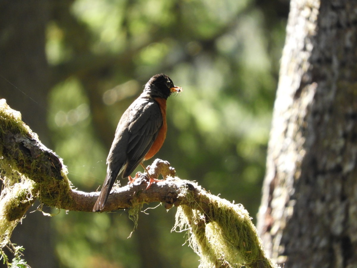 American Robin - ML253212111