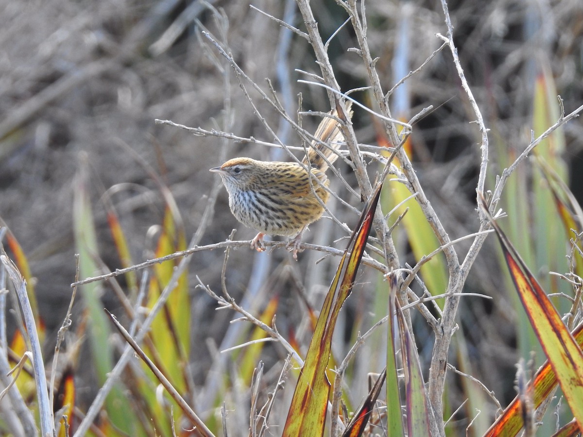 New Zealand Fernbird - Nick Dunckley