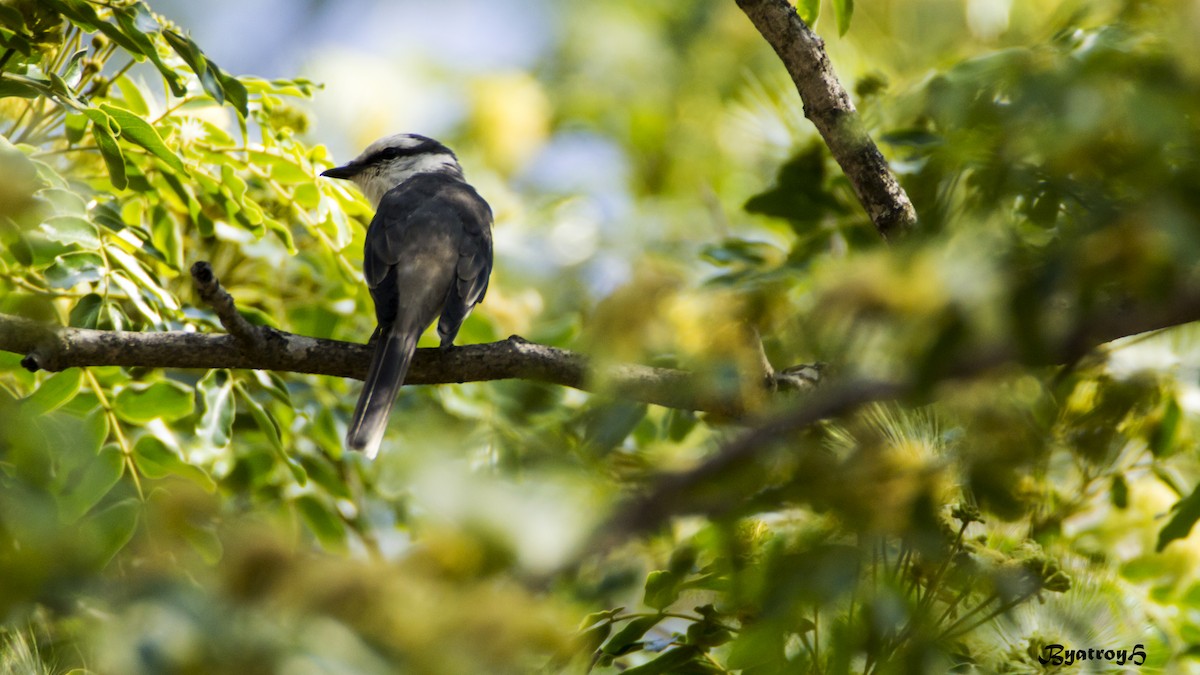 Brown-rumped Minivet - ML25321341