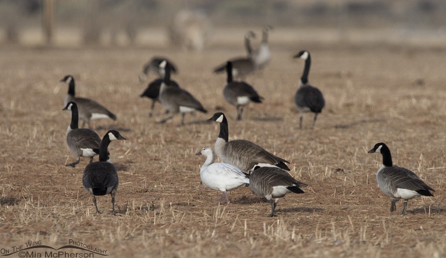 Snow Goose - ML25321501