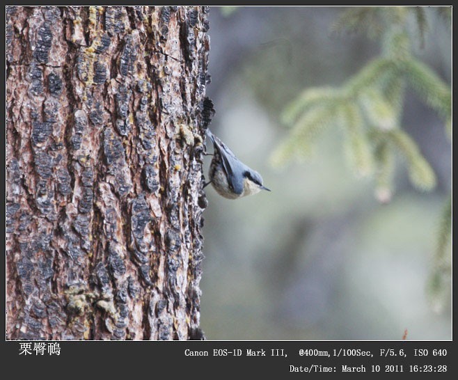 Chestnut-vented Nuthatch - Qiang Zeng