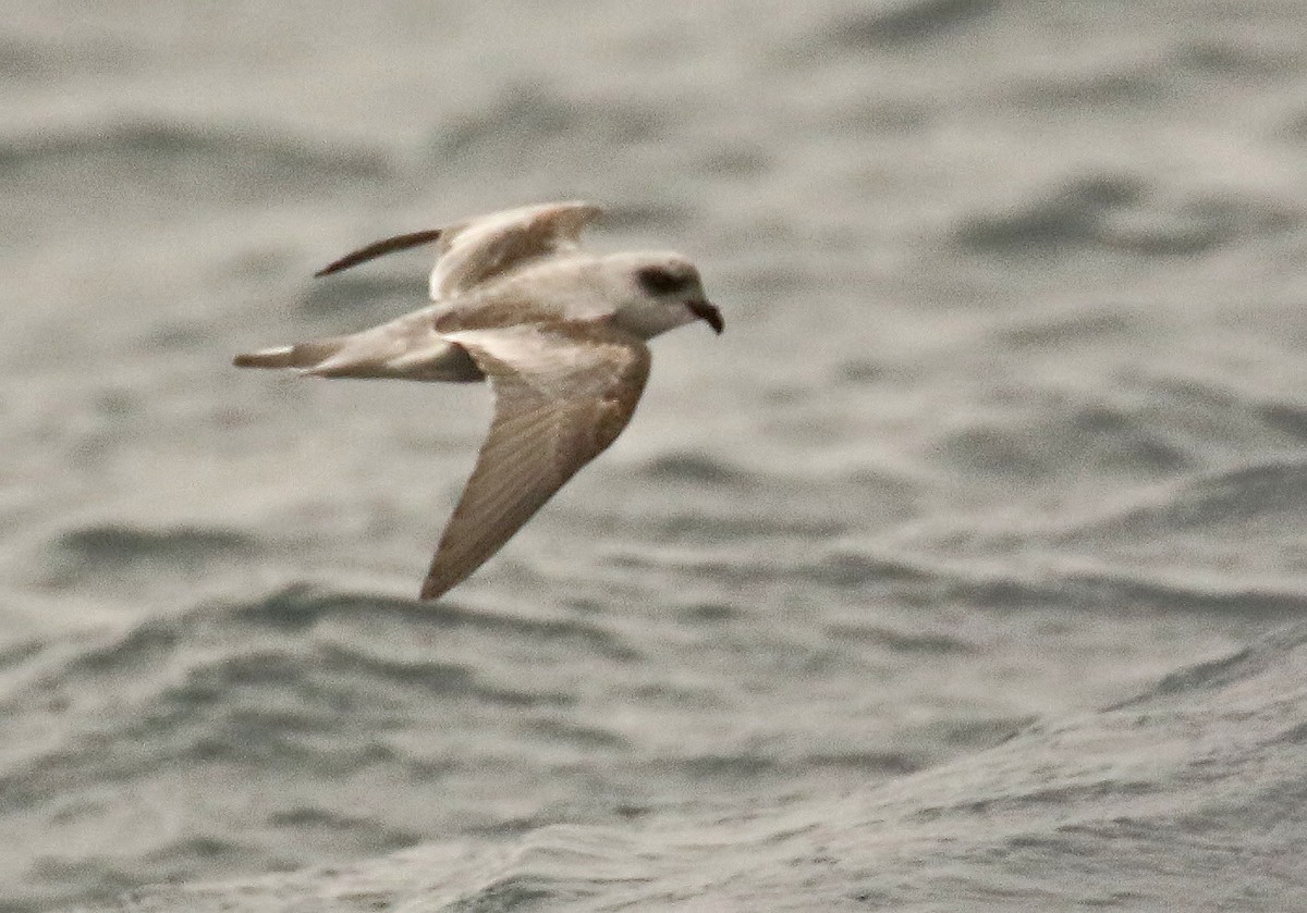 Fork-tailed Storm-Petrel - ML253215981