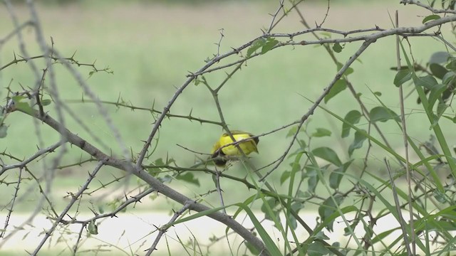 Southern Masked-Weaver - ML253216101