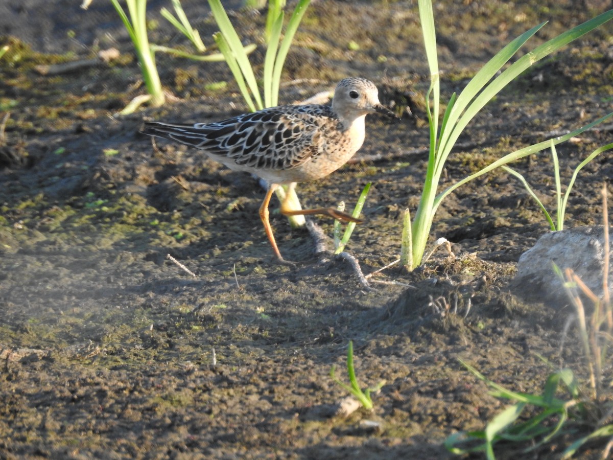 Buff-breasted Sandpiper - ML253218371