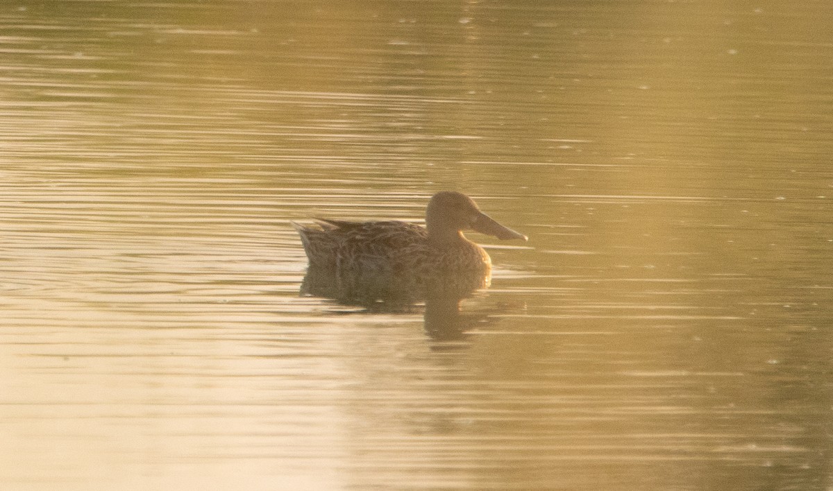 Northern Shoveler - ML253218821