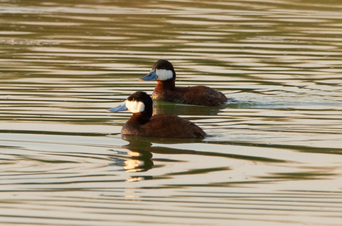 Ruddy Duck - Liam Huber