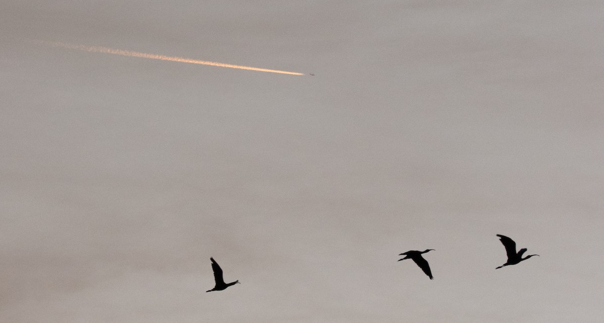 White-faced Ibis - ML253218881