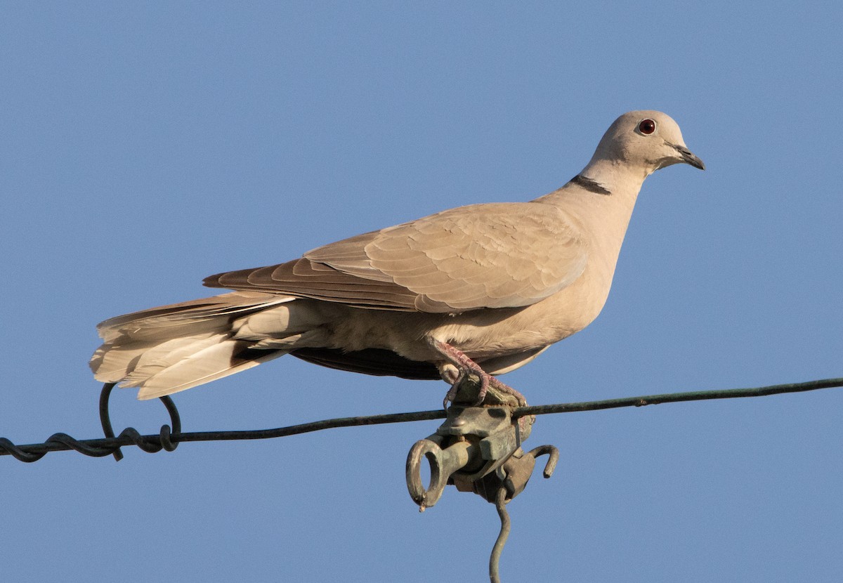 Eurasian Collared-Dove - ML253218961