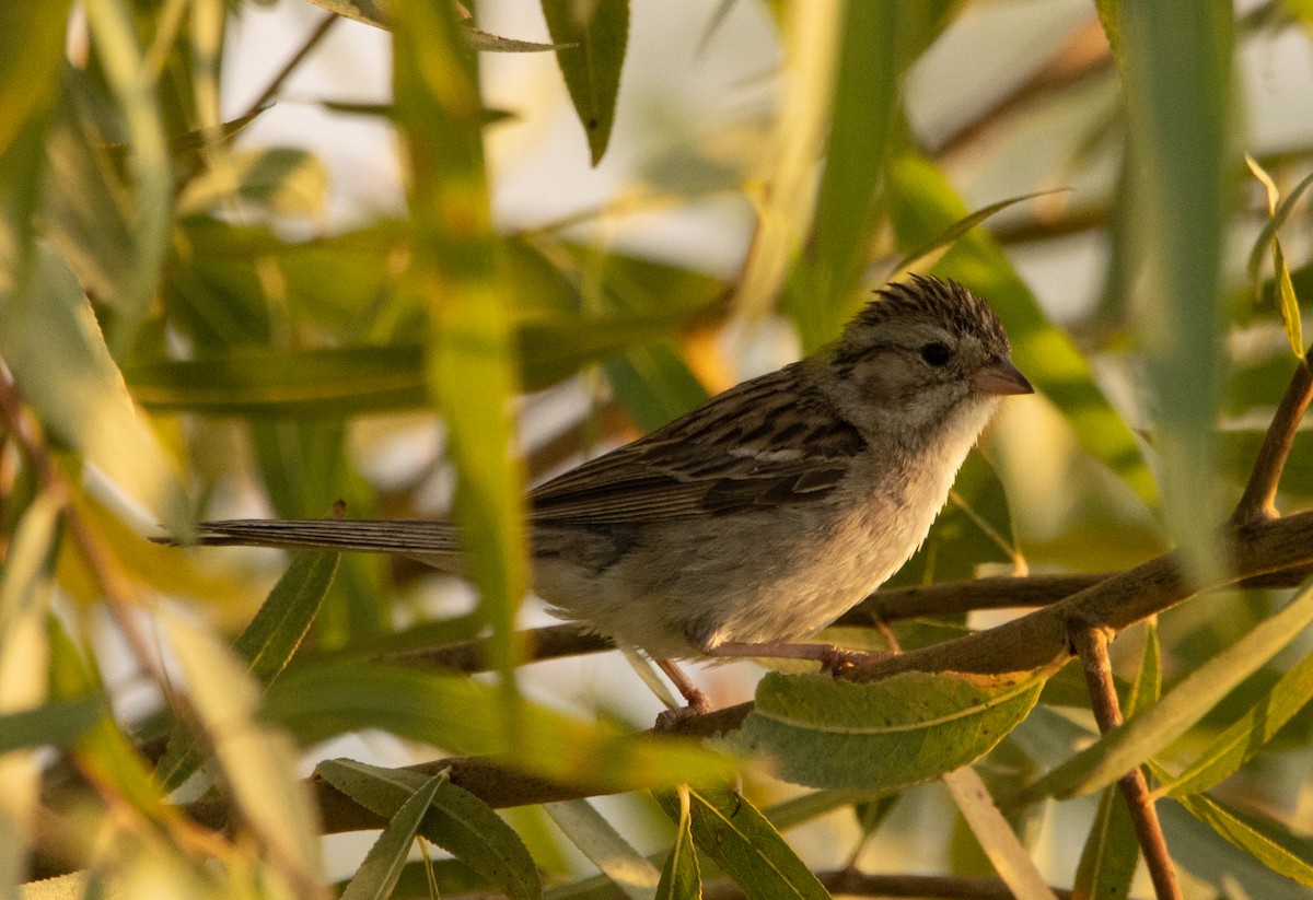 Brewer's Sparrow - ML253219101