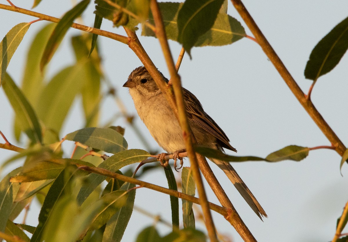 Brewer's Sparrow - ML253219111