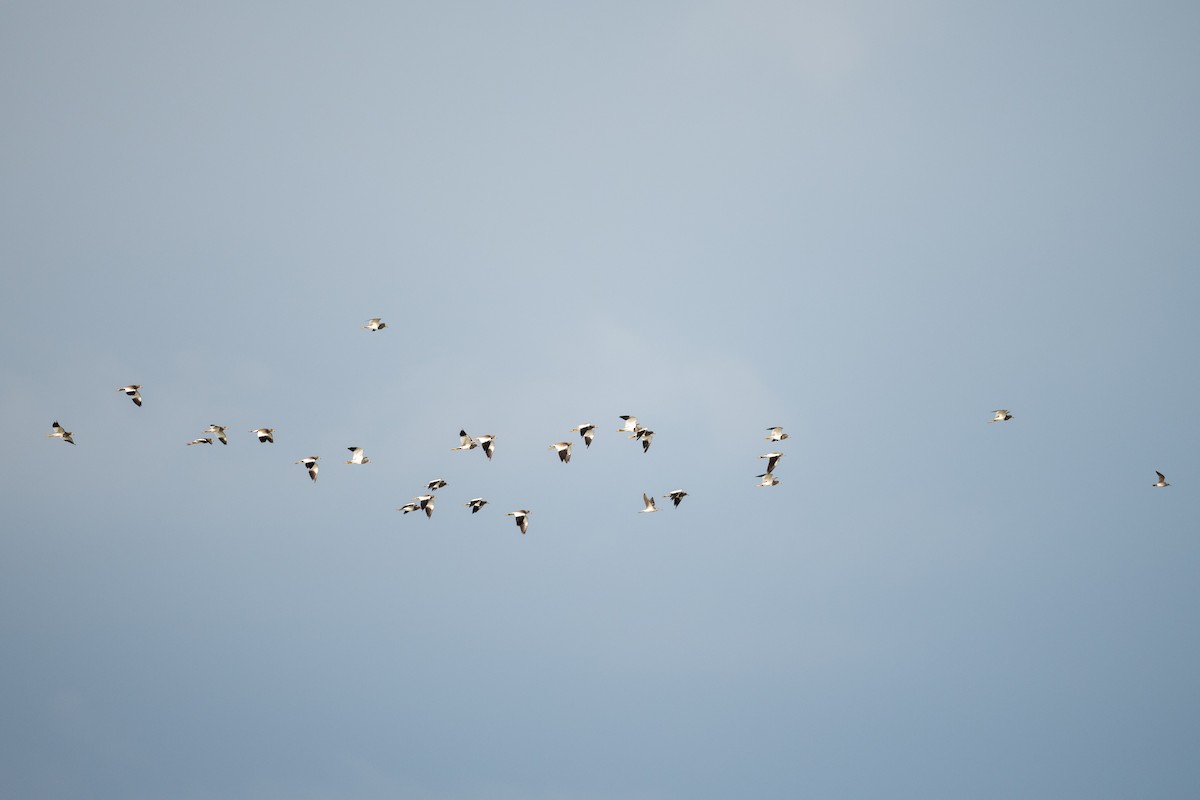 Gray-headed Lapwing - ML253219301