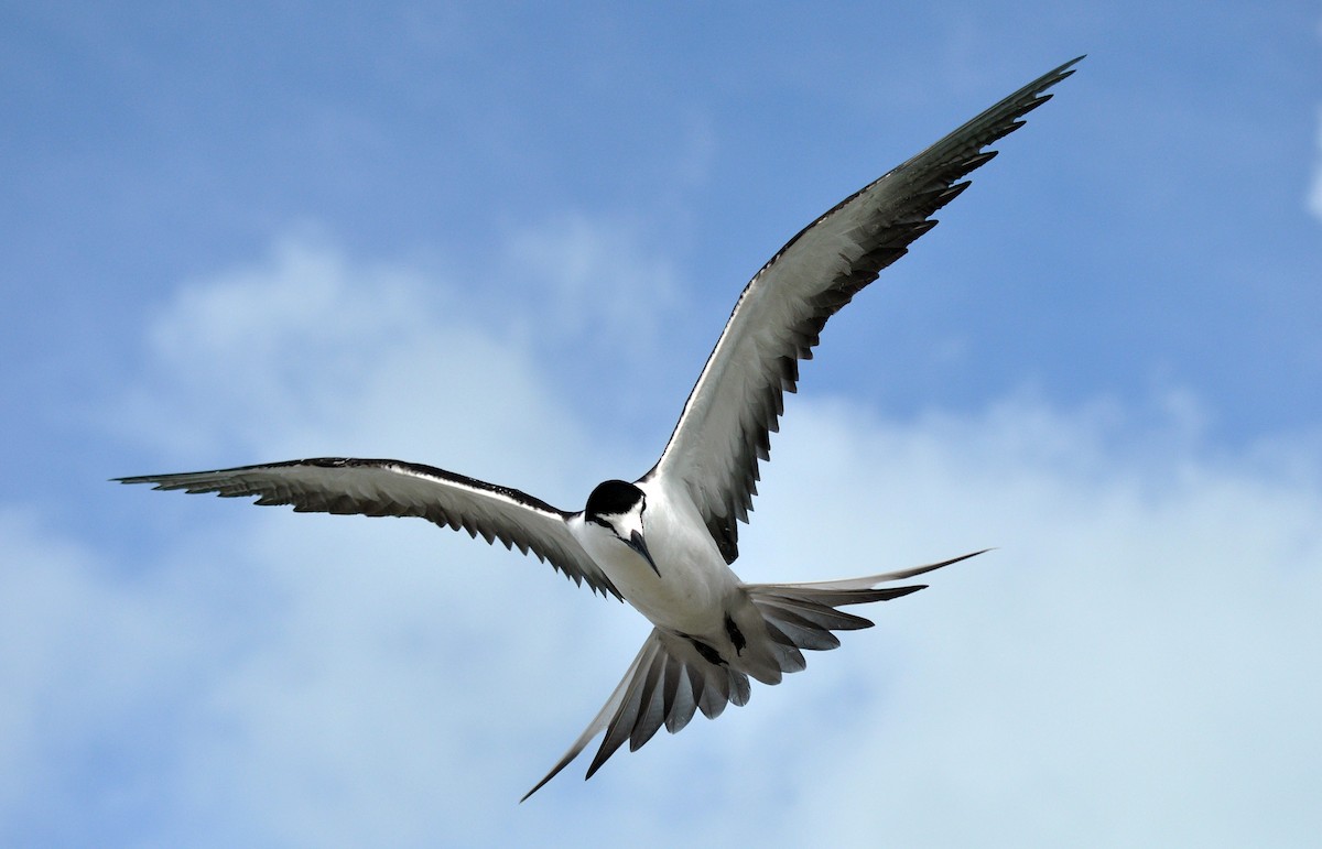 Sooty Tern - ML253219471