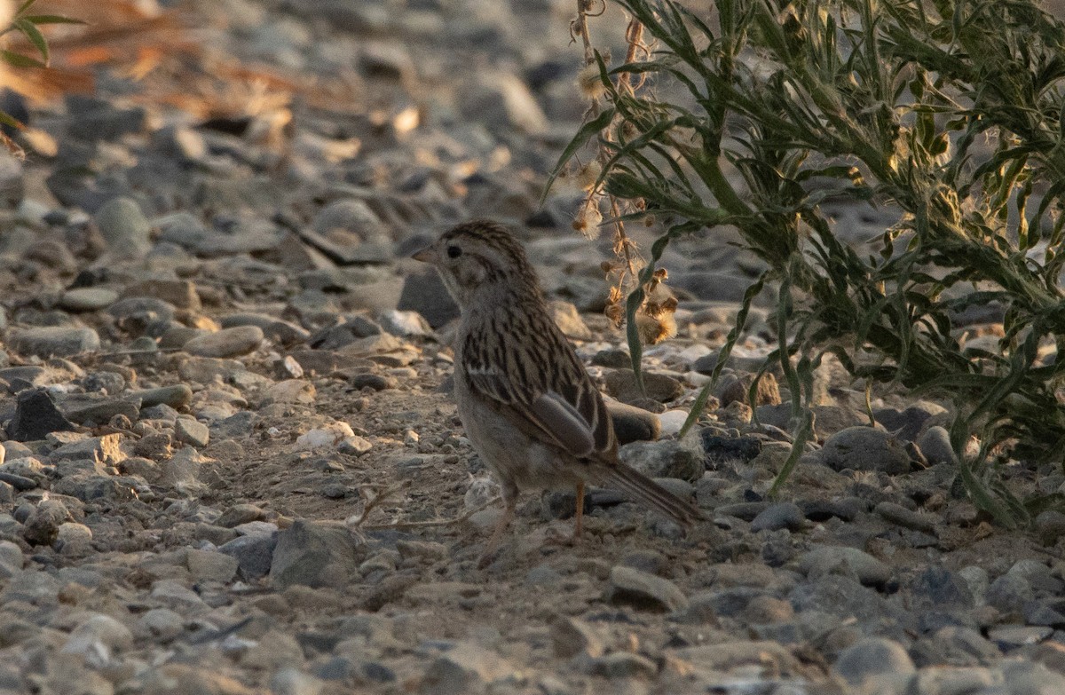 Brewer's Sparrow - ML253219671