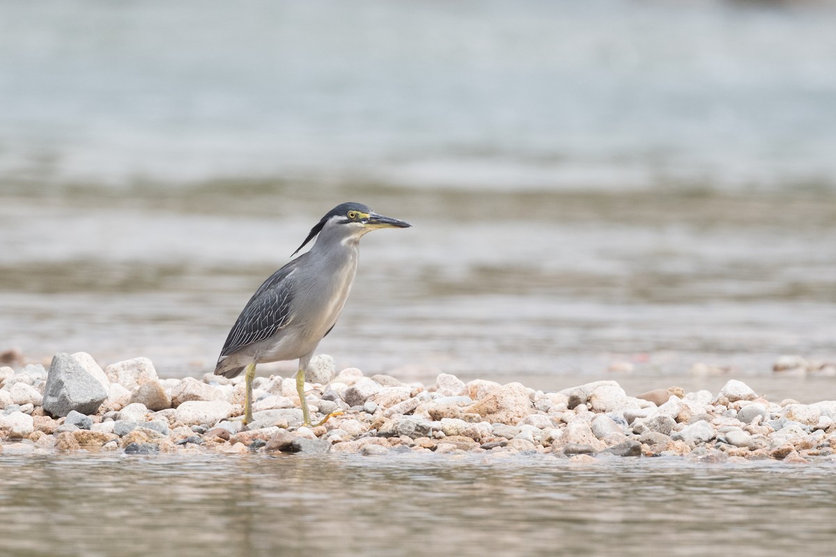 Striated Heron (Old World) - ML253219881