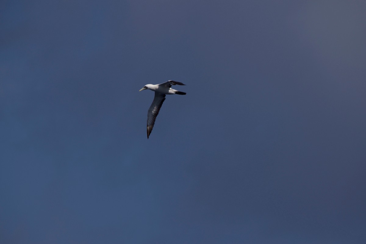 Masked Booby - ML25322001