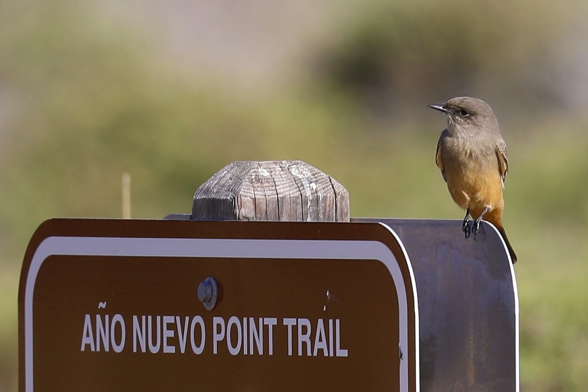 Say's Phoebe - ML253222361