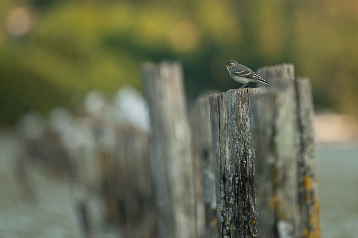 White Wagtail (White-faced) - ML253223241