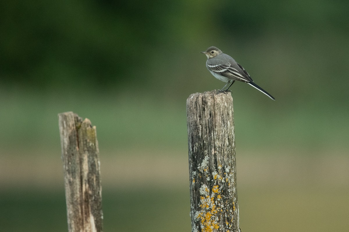 White Wagtail (White-faced) - ML253223341