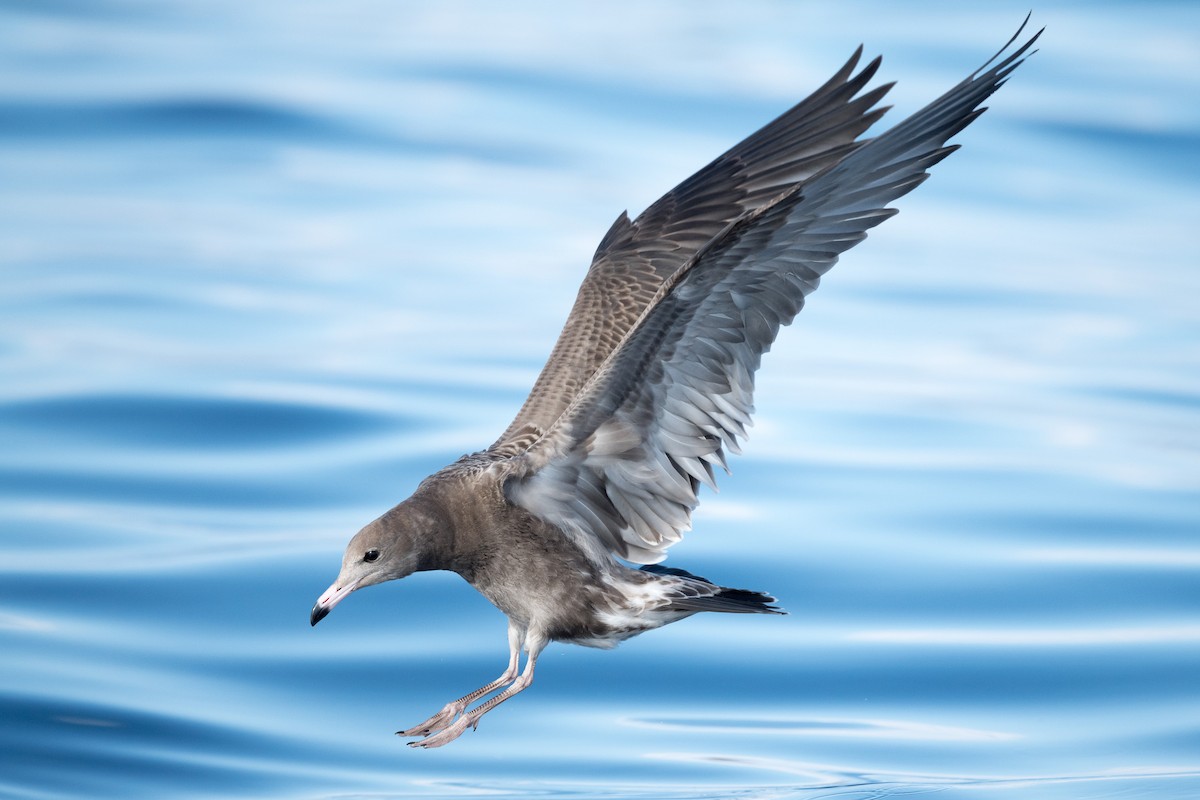 Black-tailed Gull - Yann Muzika