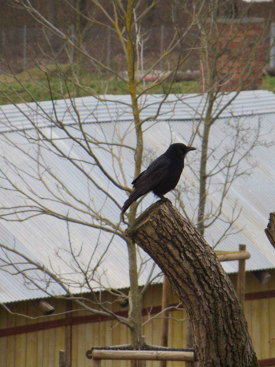 Carrion Crow - ML253224811