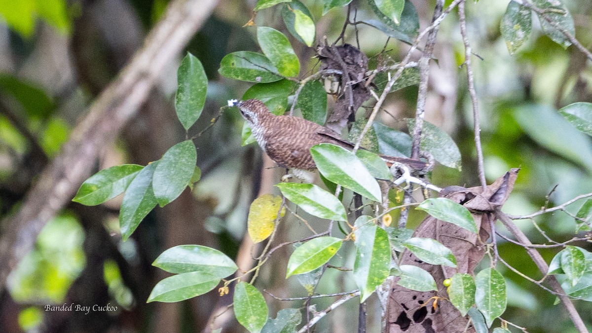 Banded Bay Cuckoo - ML253225041