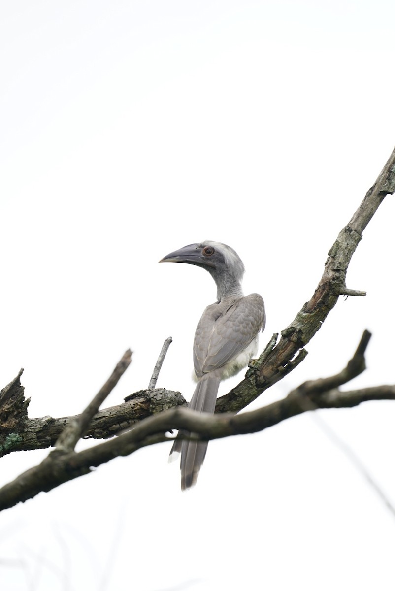 Indian Gray Hornbill - ML253225491