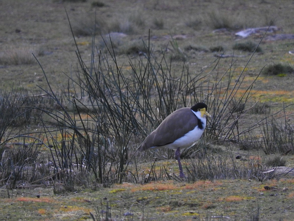 Masked Lapwing - George Vaughan