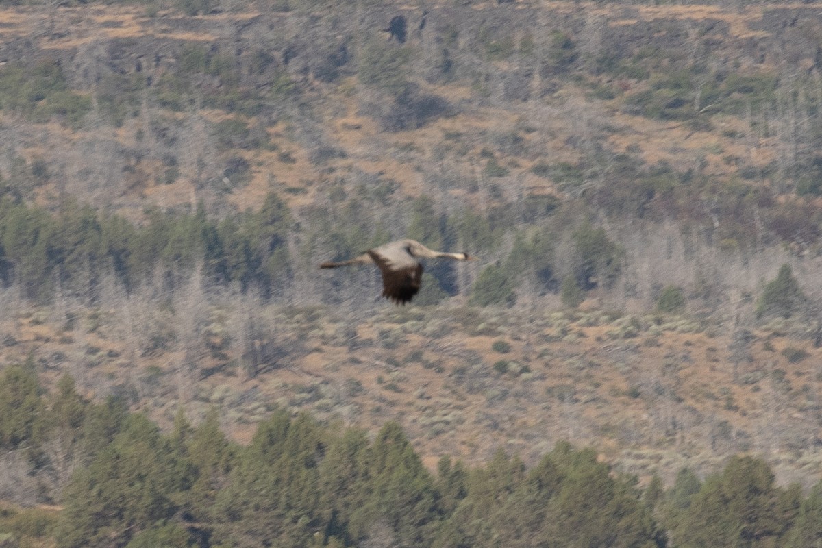 Common Crane - ML253226381