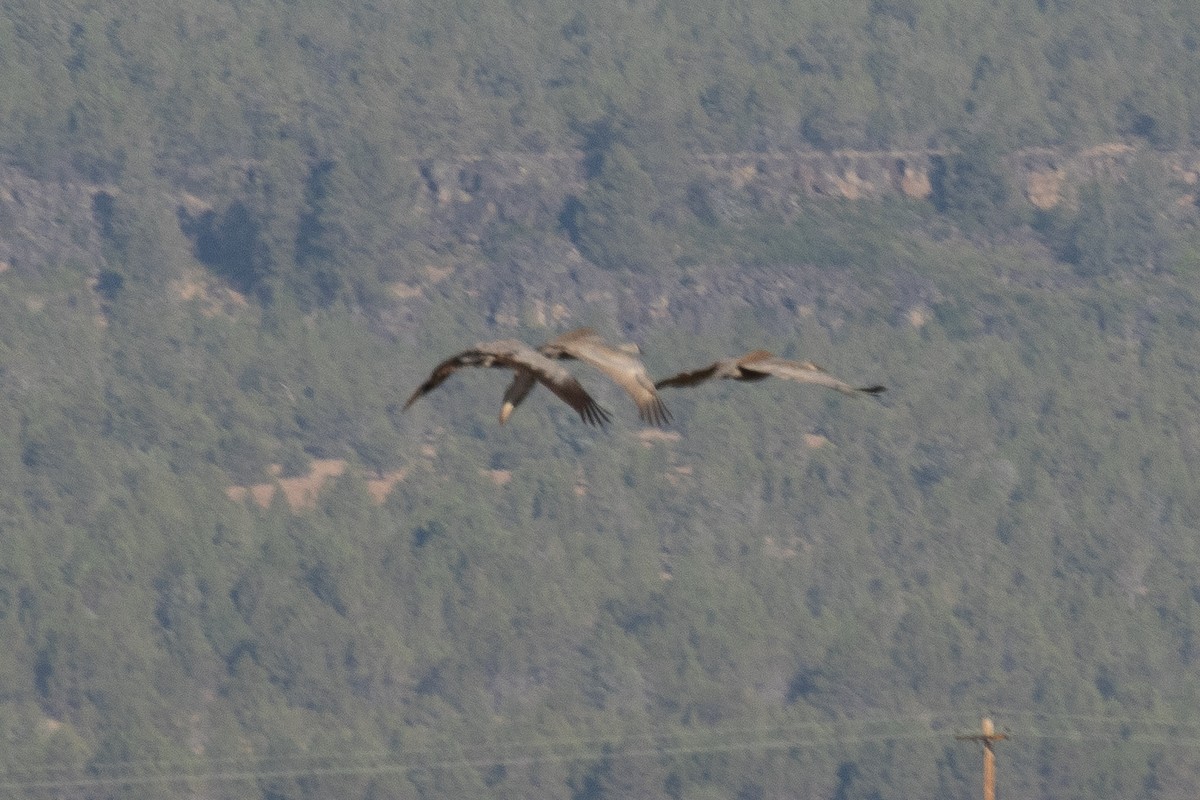 Common Crane - ML253226421