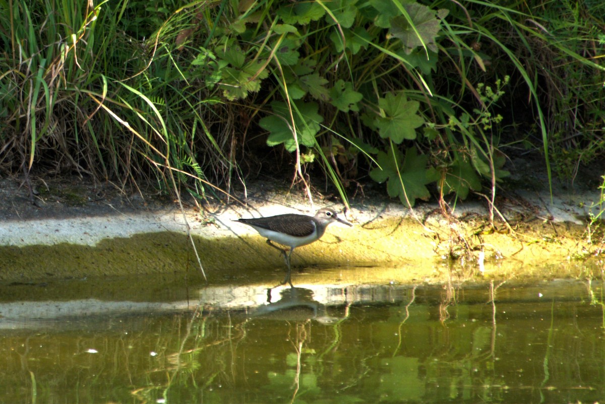 Common Sandpiper - ML253226631