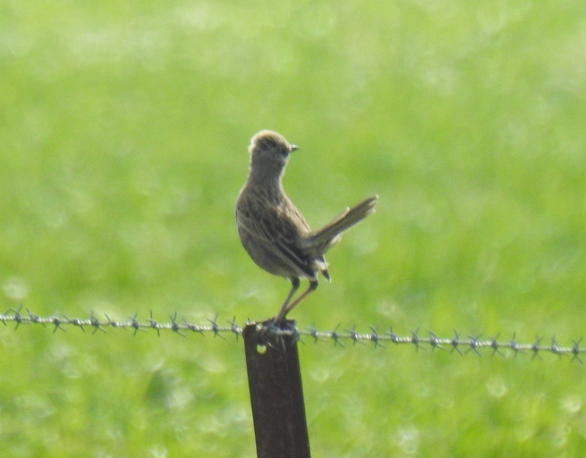 Brown Songlark - ML253227321