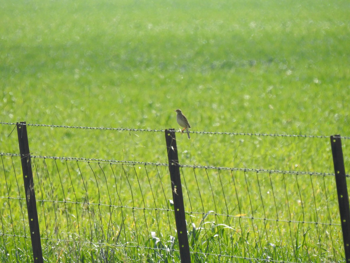 Australian Pipit - ML253227341