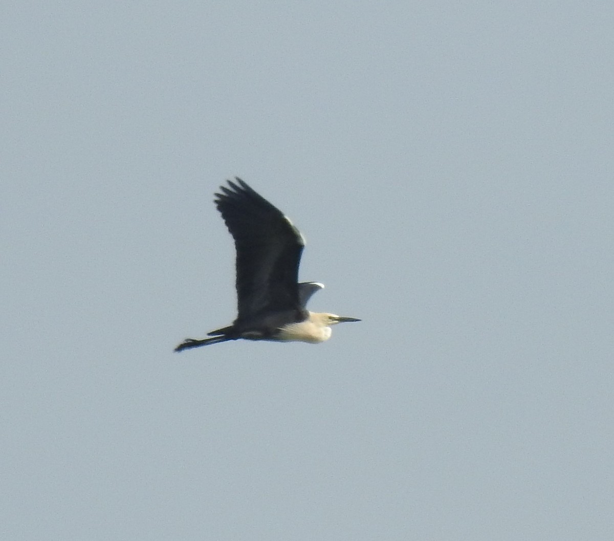 Garza Cuelliblanca - ML253227381