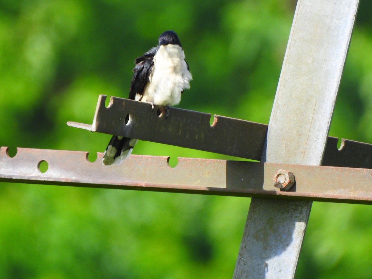 Pied Cuckoo - Afsar Nayakkan