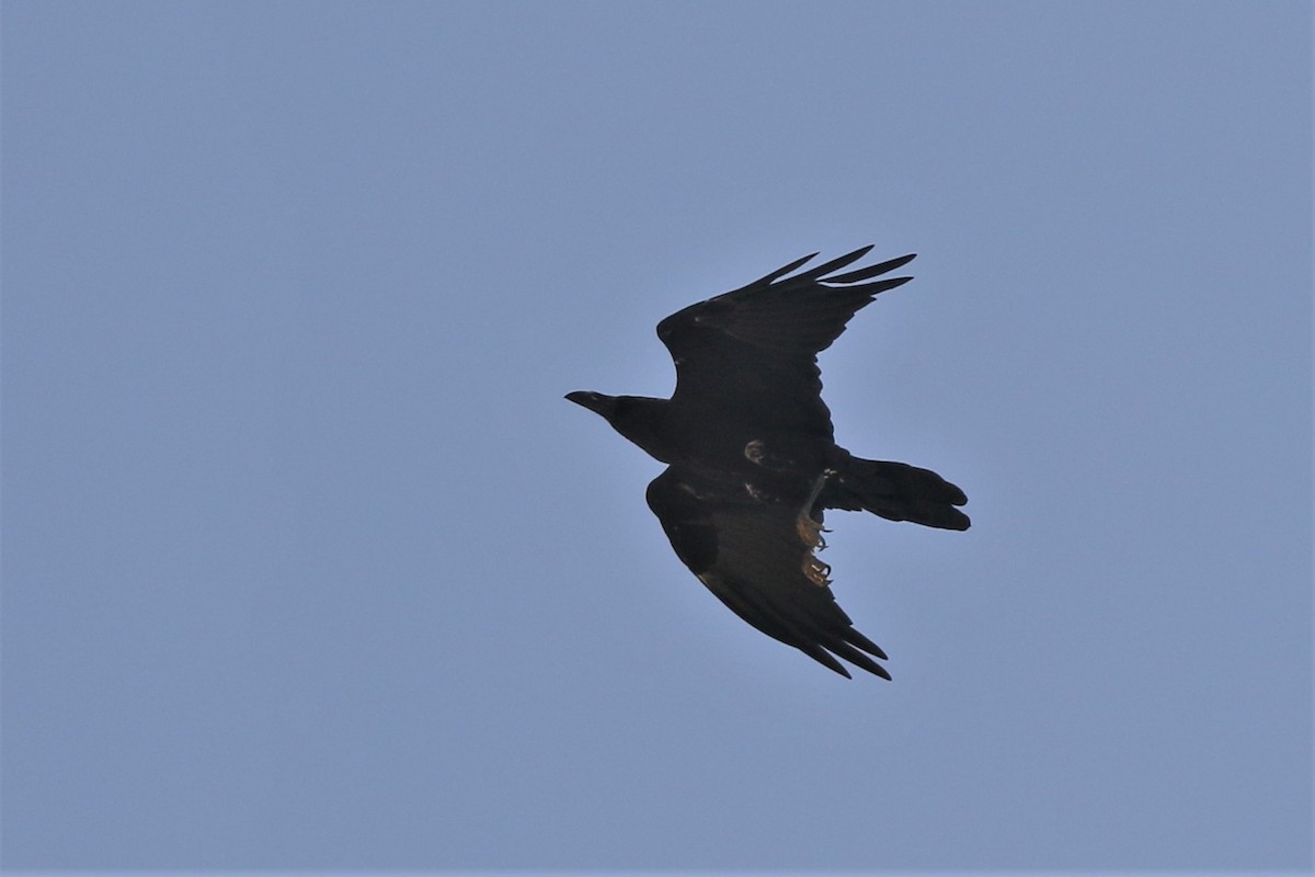 Brown-necked Raven - ML253229991