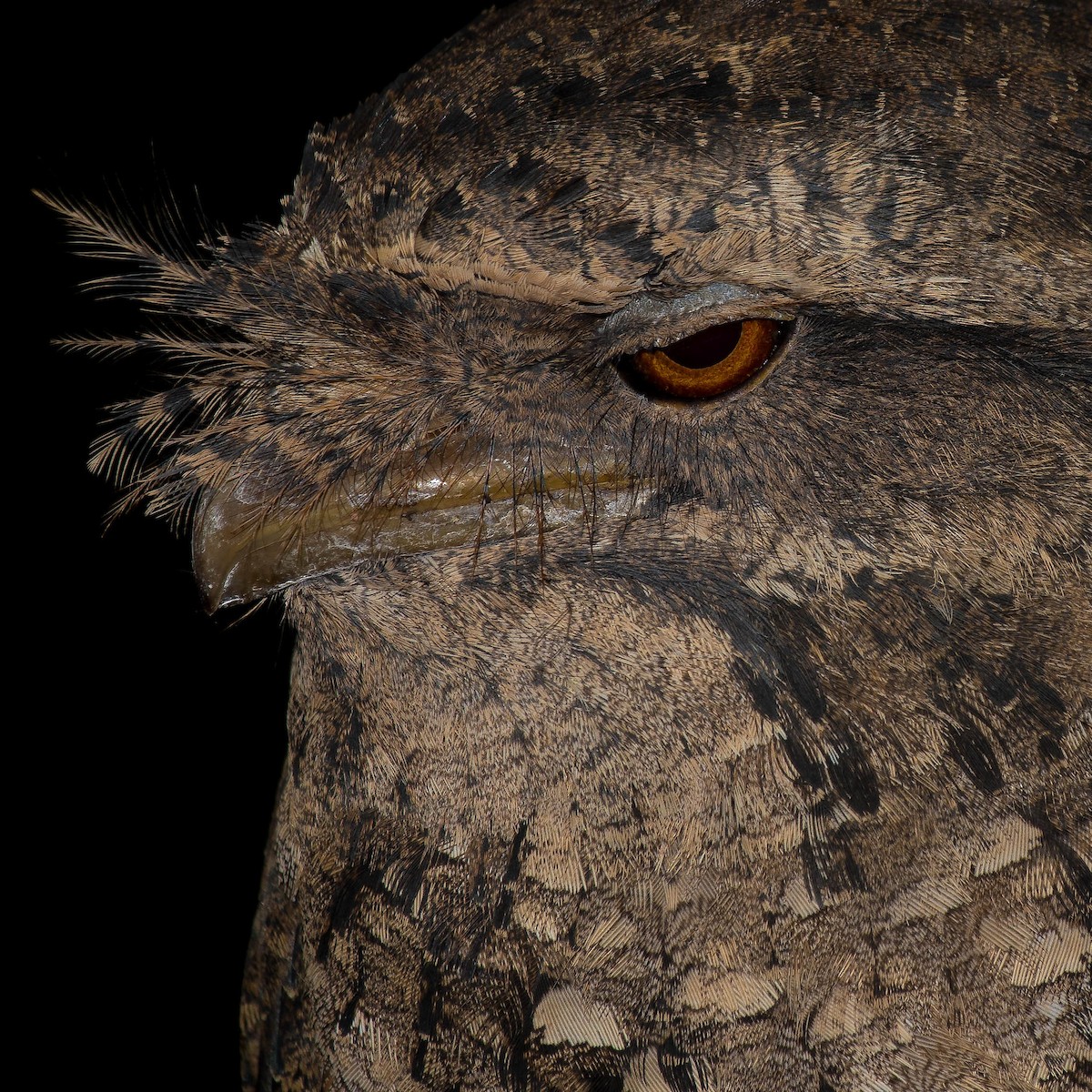 Marbled Frogmouth - Terence Alexander