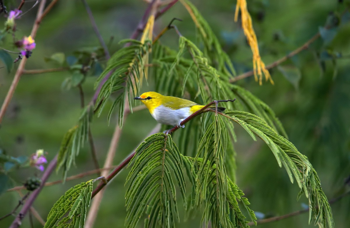 Yellow-spectacled Heleia - Shailesh Pinto