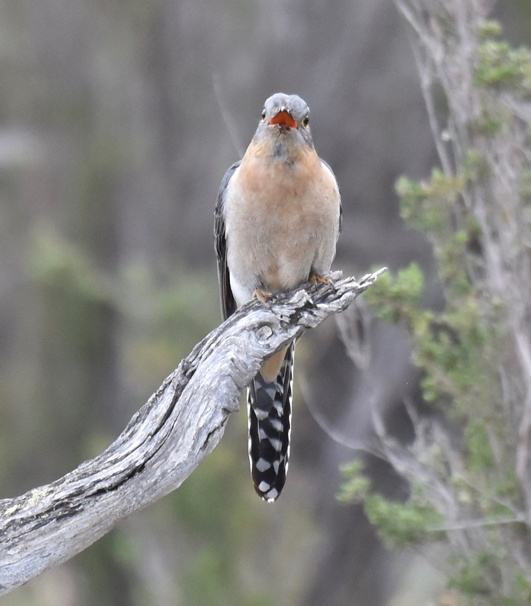 Fan-tailed Cuckoo - ML253231651