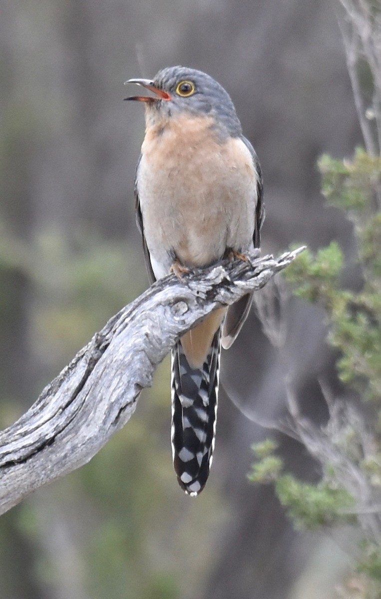 Fan-tailed Cuckoo - ML253231791